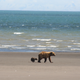 Image for article titled Bears Enjoy Long Walks on the Beach, Munching on Clams